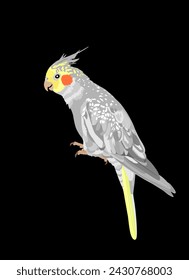 Cockatiel Papagei Vektor-Illustration isoliert auf schwarzem Hintergrund. Vogelsymbol. Corella-Kakerapagei.