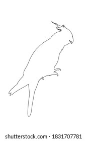 Cockatiel parrot vector line contour silhouette illustration isolated on white background. Bird symbol. Corella cockatiel parrot.