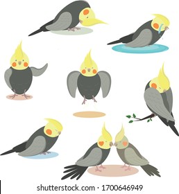 Cockatiel Poncho graphic illustration set