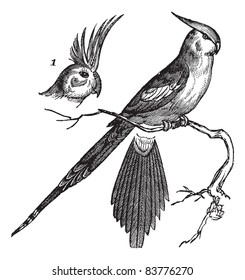 Cockatiel or Quarrion or Weiro or Nymphicus hollandicus, vintage engraved illustration. Trousset encyclopedia (1886 - 1891).