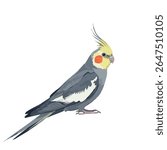 Cockatiel in side view – vector drawing of full body on white background, 2D vector illustration