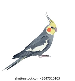 Cockatiel em vista lateral - desenho vetorial de corpo inteiro sobre fundo branco, ilustração vetorial 2D