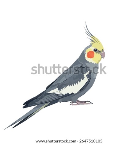 Cockatiel in side view – vector drawing of full body on white background, 2D vector illustration