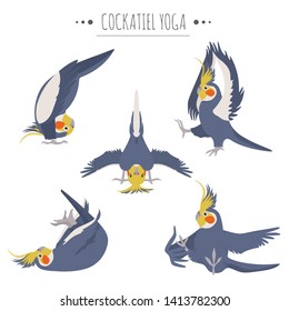 Cockatiel yoga poses and exercises. Cute cartoon clipart set. Vector illustration