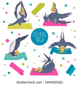 Cockatiel yoga poses and exercises. Cute cartoon clipart set. Vector illustration