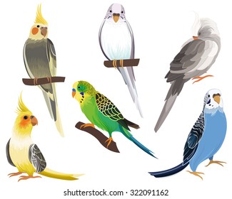 Cockatiels, Parakeets, Budgies, Birds Vector Set