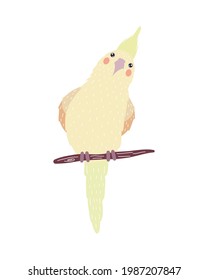 cockatoo bird specie animal character