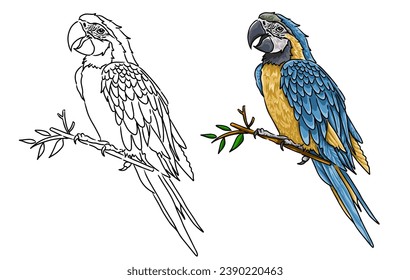 Cockatoo bird vector coloring page image. Cockatoo bird vector