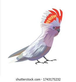 cockatoo bird vector illustration design