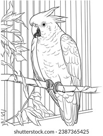 Cockatoo in captivity coloring page