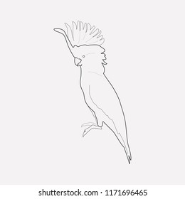 Cockatoo icon line element. Vector illustration of cockatoo icon line isolated on clean background for your web mobile app logo design.