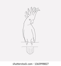 Cockatoo icon line element. Vector illustration of cockatoo icon line isolated on clean background for your web mobile app logo design.