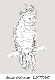 Cockatoo line drawing, vector