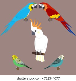 Cockatoo, macaw, wavy parrot. A set of parrots. Flat design, vector illustration, vector.