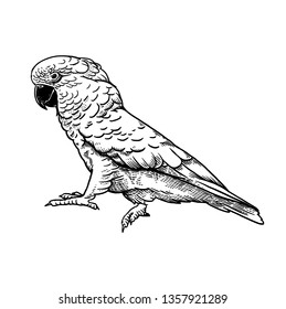 Cockatoo. Parrot bird isolated on white background. Tropical animal. Wildlife image. White and black. Vintage engravings. Realistic sketch. Vector illustration. Rainforest fauna.