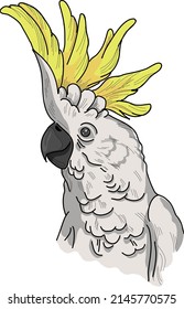 
Cockatoo parrot close-up. Vector image on a white background. Exotic bird. Print for t-shirt, sweatshirt