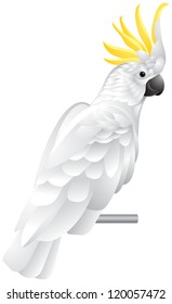 Cockatoo parrot, exotic bird with white plumage and yellow crest vector illustration