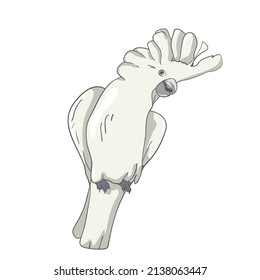 Cockatoo parrot hand drawing illustration cartoon clipart style. Parrot kakadu logo