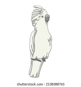 Cockatoo parrot hand drawing illustration cartoon clipart style. Parrot kakadu logo