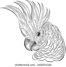 cockatoo parrot head coloring sketch black and white