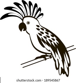 Cockatoo parrot isolated on white drawing
