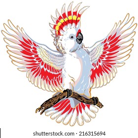 cockatoo parrot isolated on white