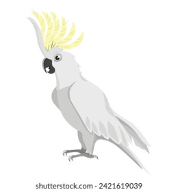 Cockatoo parrot isolated on white background.Vector illustration of bird.