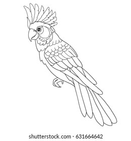Cockatoo parrot line contour for coloring book.