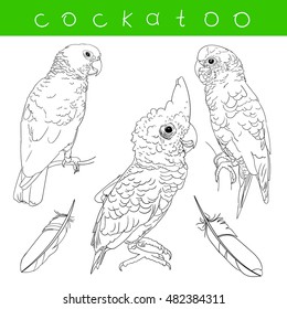 the cockatoo parrot three circuit