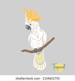 Cockatoo parrot  Tropical bird. Colored Vector illustration without gradients and transparency. 