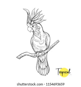 Cockatoo parrot. Tropical bird. Graphic drawing, engraving style vector illustration.