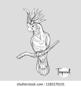 Cockatoo parrot. Tropical bird. Graphic drawing, engraving style vector illustration.