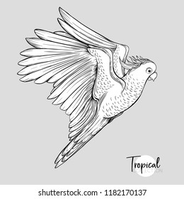 Cockatoo parrot. Tropical bird. Graphic drawing, engraving style vector illustration.