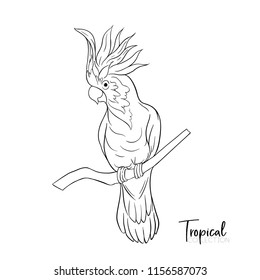 printable triton cockatoo parrot