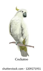 Cockatoo parrot wild exotic bird in realistic style. Tropical fauna concept. Isolated vector illustration