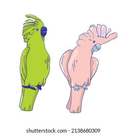 Cockatoo parrots hand drawing illustration cartoon clipart style. Colorful parrot kakadu logo