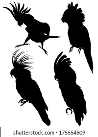 Cockatoo / parrots silhouettes. Vector illustration isolated on white
