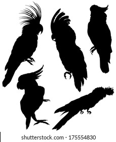 Cockatoo / parrots silhouettes. Vector illustration isolated on white