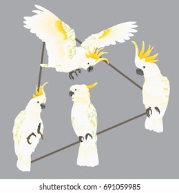 Cockatoo Set.