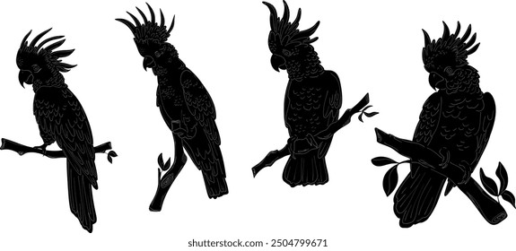 Cockatoo set Natural look Black vector silhouette Design element