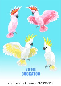 Cockatoo set. Vector isolated elements on the white background.