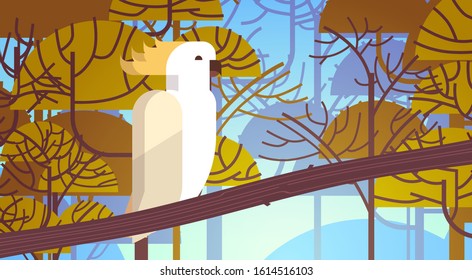 cockatoo sitting on branch australian wild animal wildlife fauna concept landscape background horizontal vector illustration