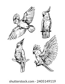 Cockatoo, tropical bird, parrot. Set of vector illustrations, sketches. diy objects for pattern design