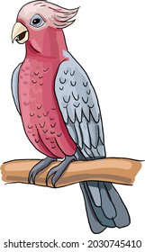 cockatoo tropical bird vector image