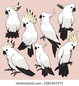 Cockatoo in various poses, in vector format, for props, decoration, pattern making, stickers, etc.