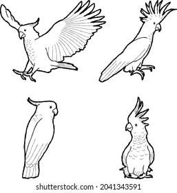 Cockatoo Vector Illustration Hand Drawn Animal Cartoon Art