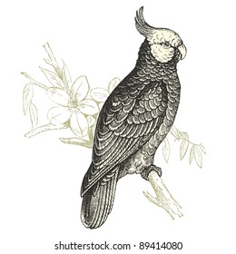 cockatoo  - vintage engraved illustration - "Cent récits d'histoire naturelle" by C.Delon published in 1889 France