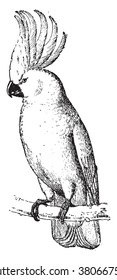 Cockatoo, vintage engraved illustration. Dictionary of words and things - Larive and Fleury - 1895.