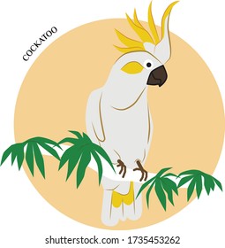 Cockatoo, 
white tropical crested bird