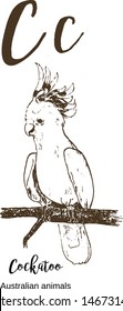 Cockatoo, A to z, alphabet sketch australian animals drawing vector illustration. Vintage hand drawn with lettering. Letter C for cockatoo. ABC.